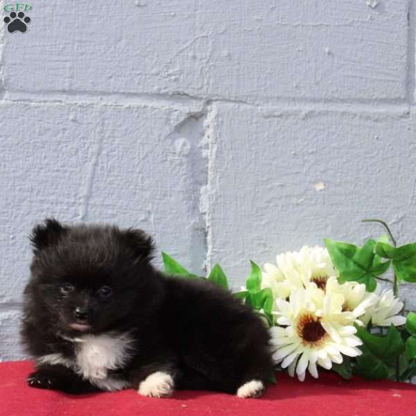Addison, Pomeranian Puppy
